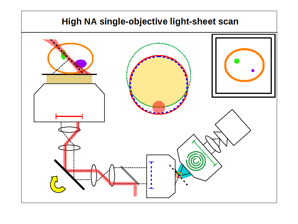 Light Sheet Microscopy Review Shelly Lighting