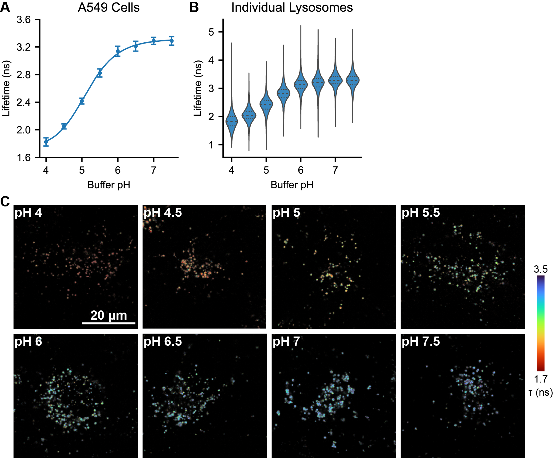 Calibration in A549 Cells