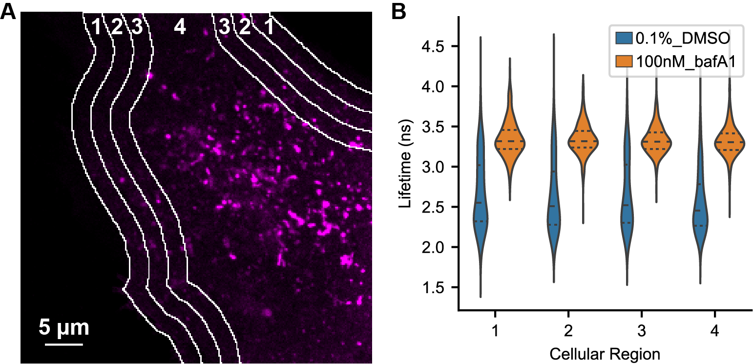 Spatial Distribution of pHlys