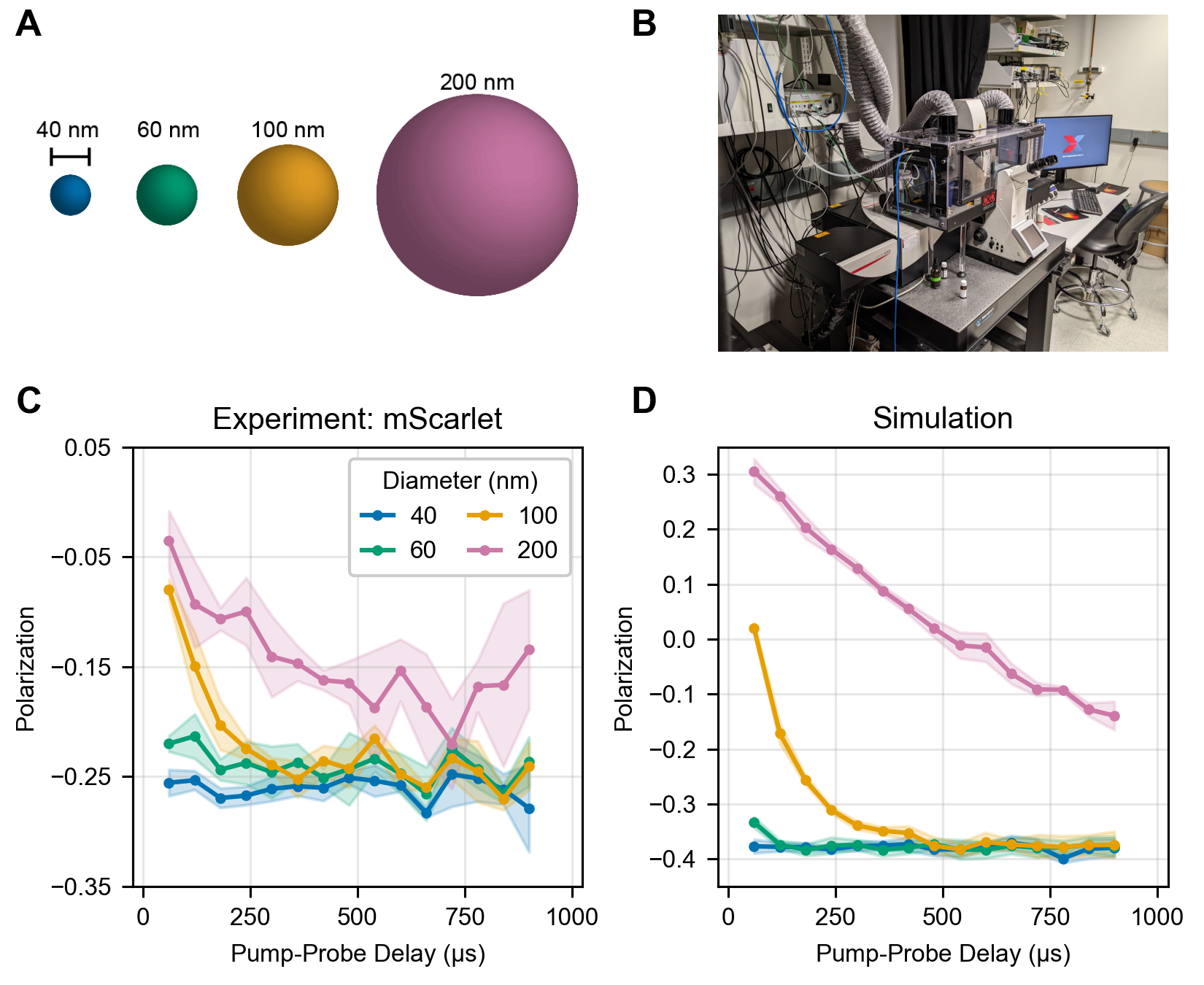 Experimental data showing tumbling of fluorescent-protein labeled beads